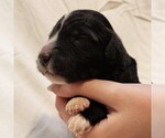 Small #2 F2 Aussiedoodle