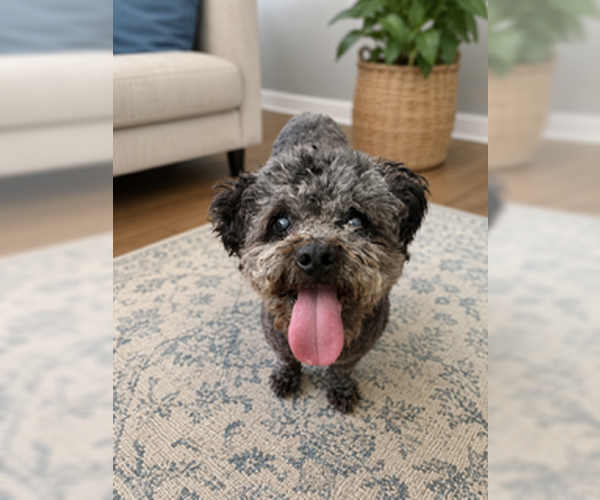 Medium Photo #9 Poodle (Miniature) Puppy For Sale in San Diego, CA, USA