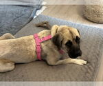 Small #1 Mastiff