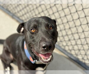 Labrador Retriever-Unknown Mix Dogs for adoption in Tulsa, OK, USA