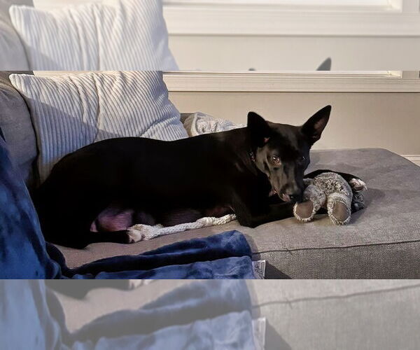 Medium Photo #5 Mutt Puppy For Sale in Minneapolis, MN, USA