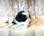Small Photo #11 Miniature Australian Shepherd Puppy For Sale in OPELIKA, AL, USA