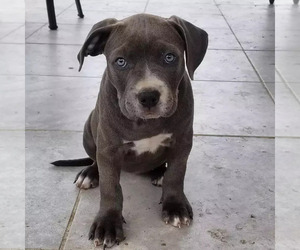 American Bully Puppy for sale in SANTA ANA, CA, USA