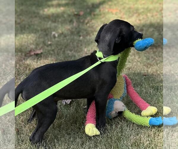 Medium Photo #4 Mutt Puppy For Sale in Yardley, PA, USA