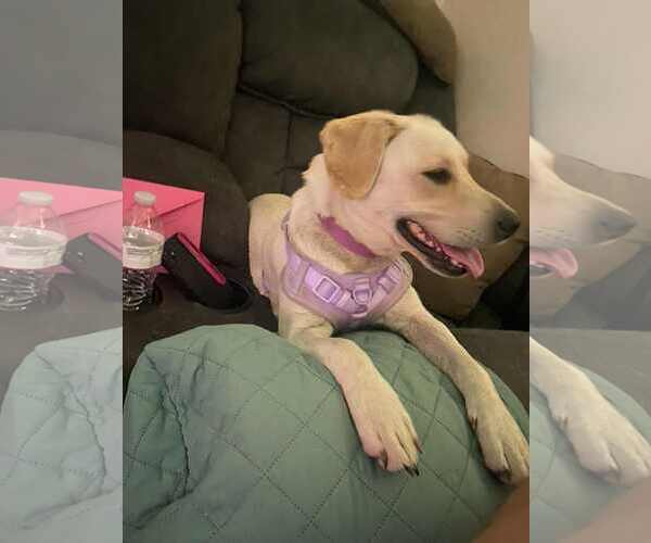 Medium Photo #5 Labrador Retriever-Unknown Mix Puppy For Sale in Minneapolis, MN, USA