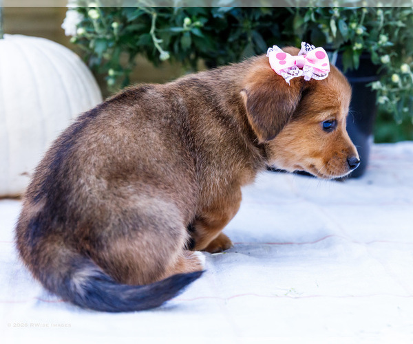 Medium Photo #7 Dorgi Puppy For Sale in WAKARUSA, IN, USA