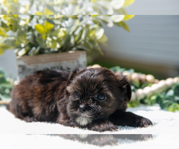 Medium Photo #2 Shorkie Tzu Puppy For Sale in BERNE, IN, USA
