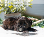 Small #1 Shorkie Tzu