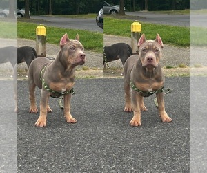 American Bully Puppy for sale in SEVERN, MD, USA