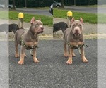 Image preview for Ad Listing. Nickname: Pharaoh