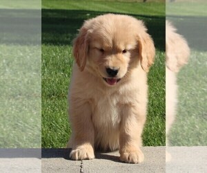 Golden Retriever Puppy for sale in FREDERICKSBURG, OH, USA