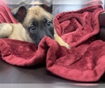 Small Photo #139 Belgian Malinois Puppy For Sale in REESEVILLE, WI, USA