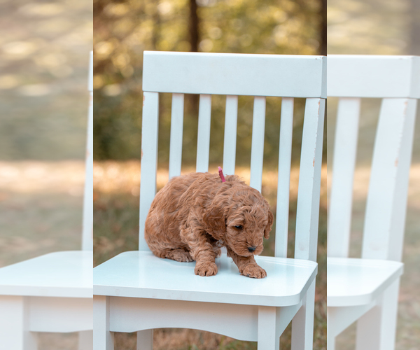 Medium Photo #2 Goldendoodle (Miniature) Puppy For Sale in ASH GROVE, MO, USA