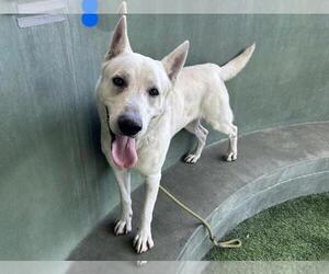 Blitz - Male - Mix Dog for Adoption - Photo #2