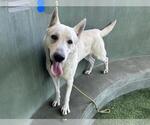 Small Photo #2 - Mix Puppy For Sale in Phoenix, AZ, USA