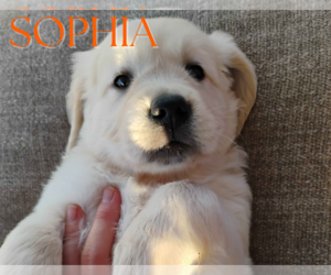 Golden Retriever Puppy for sale in ARIZONA CITY, AZ, USA