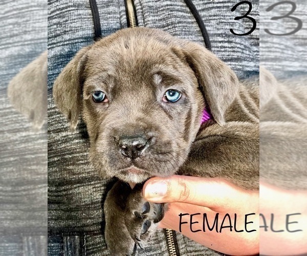 Medium Photo #4 Cane Corso Puppy For Sale in HESPERIA, CA, USA