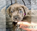 Small Photo #4 Cane Corso Puppy For Sale in HESPERIA, CA, USA