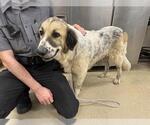 BEATRIZ - Female Great Pyrenees-Unknown Mix Dog for Adoption - Small photo