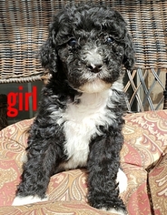 Bernedoodle Puppy for sale in AZLE, TX, USA