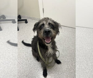 Biscotti - Male Labradoodle Dog for Adoption - Photo #3