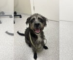 Small Photo #3 Labradoodle Puppy For Sale in Lancaster, PA, USA