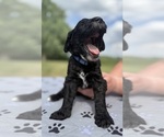 Small Photo #7 Goldendoodle Puppy For Sale in HOWARD CITY, MI, USA