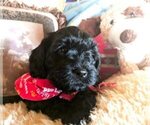 Small Photo #8 Cavachon-Poodle (Miniature) Mix Puppy For Sale in FREWSBURG, NY, USA