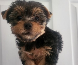 Yorkshire Terrier Puppy for sale in PLACITAS, NM, USA