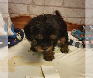 Poodle (Toy)-Yorkshire Terrier Mix Puppy for sale in TROY, MI, USA