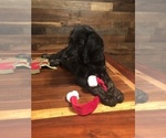 Small Photo #10 Labradoodle Puppy For Sale in ROBERTA, GA, USA
