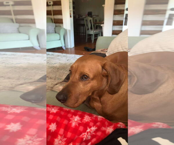 Medium Photo #3 Labrador Retriever-Unknown Mix Puppy For Sale in Rustburg, VA, USA