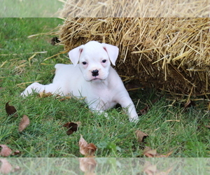 Boxer Puppy for sale in SHILOH, OH, USA