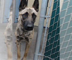 Mutt Dogs for adoption in Downey, CA, USA