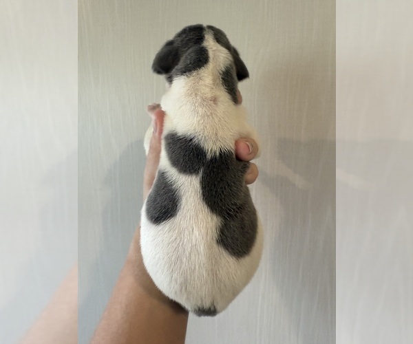 Medium Photo #4 Great Dane Puppy For Sale in HALLETTSVILLE, TX, USA