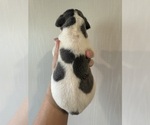Small Photo #5 Great Dane Puppy For Sale in HALLETTSVILLE, TX, USA