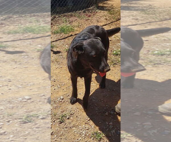 Medium Photo #2 Labrador Retriever-Unknown Mix Puppy For Sale in San Diego, CA, USA