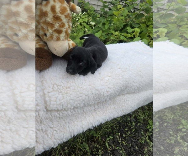 Medium Photo #2 Labrador Retriever-Unknown Mix Puppy For Sale in SHERBURNE, NY, USA