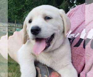 Labrador Retriever Puppy for Sale in OLYMPIA, Washington USA