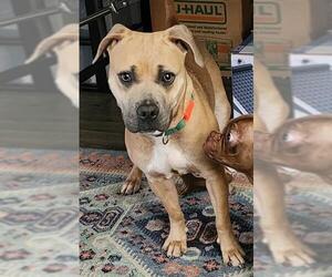 Mutt Dogs for adoption in Sacramento, CA, USA