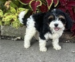 Puppy Coffee Cavapoo (Miniature)