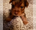 Small Photo #3 Yoranian-Yorkshire Terrier Mix Puppy For Sale in HUDDLESTON, VA, USA