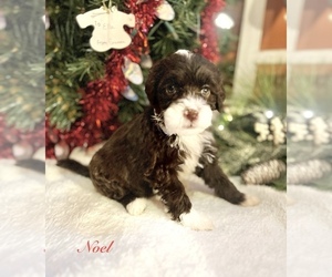 Portuguese Water Dog Puppy for sale in SWARTZ CREEK, MI, USA