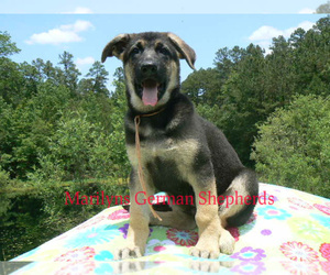 German Shepherd Dog Puppy for Sale in PIEDMONT, Missouri USA