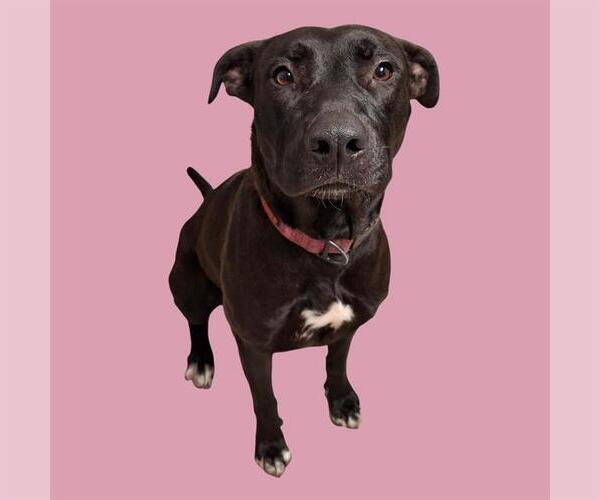 Medium Photo #1 Labrador Retriever-Unknown Mix Puppy For Sale in Bakersfield, CA, USA