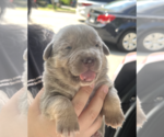 Small #1 Mutt