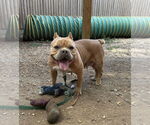 Small #16 Mutt