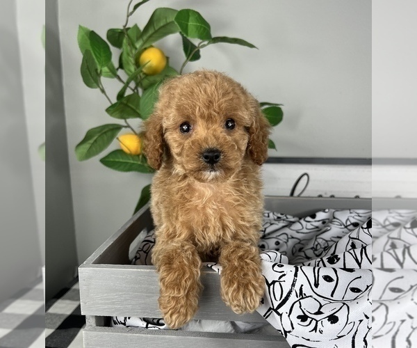 Medium Photo #4 Cavapoo Puppy For Sale in FRANKLIN, IN, USA