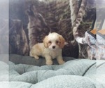 Small Photo #5 Cavapoo Puppy For Sale in FRYTOWN, IA, USA