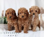 Small #1 Goldendoodle (Miniature)